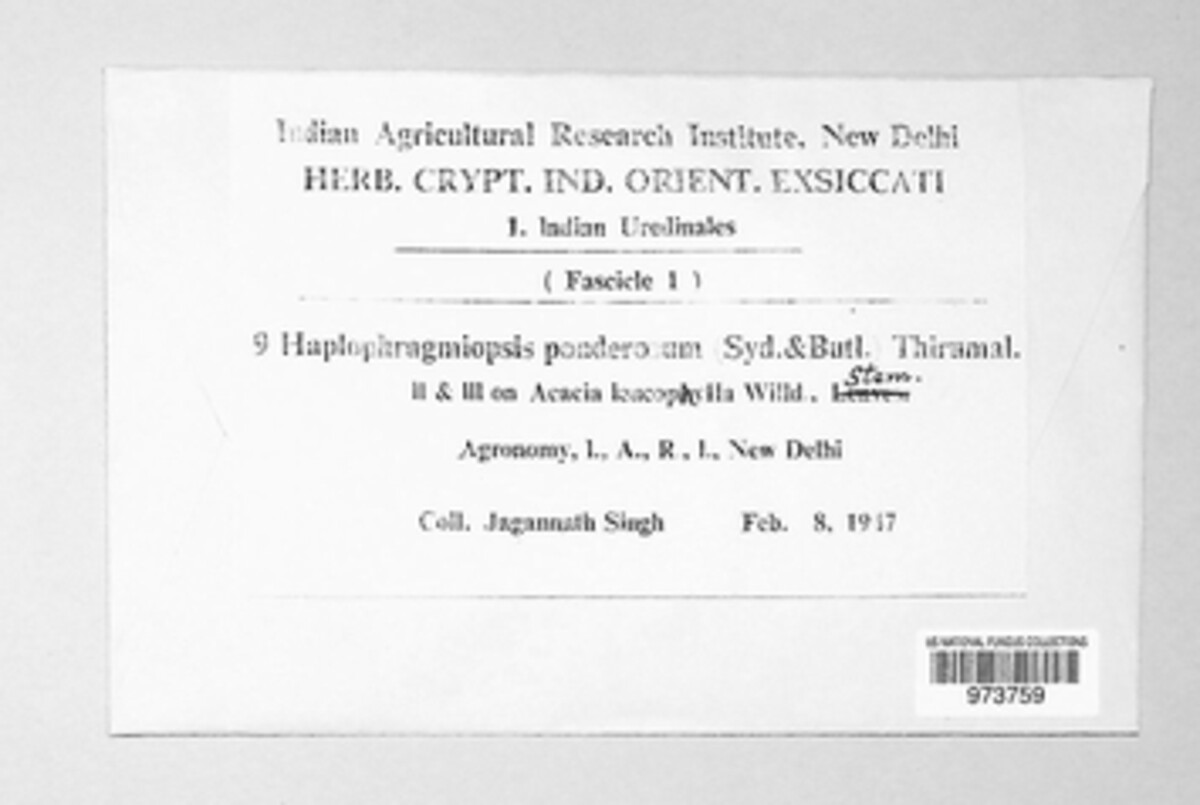 Hapalophragmiopsis ponderosum image